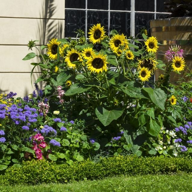 7 plantas que ayudan a recuperar el suelo