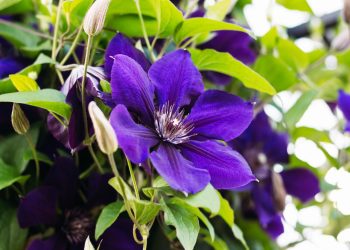 Clematis: la planta trepadora con flores únicas