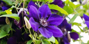 Clematis: la planta trepadora con flores únicas