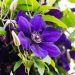 Clematis: la planta trepadora con flores únicas