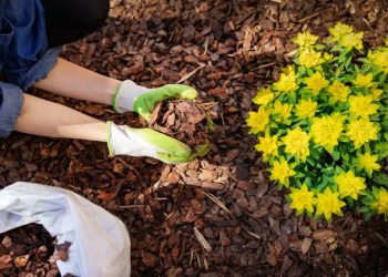 De qué hablamos cuando hablamos de… mulching o cobertura de suelo
