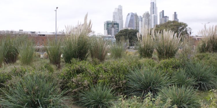 Infraestructura Azul y Verde: ¿Cómo hacer que tu jardín sea un refugio de biodiversidad?