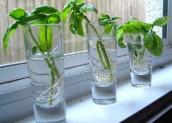 Algo de verde para tu cocina: las mejores plantas para cultivar en agua