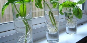 Algo de verde para tu cocina: las mejores plantas para cultivar en agua