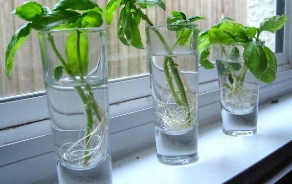 Algo de verde para tu cocina: las mejores plantas para cultivar en agua