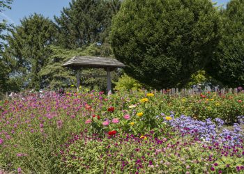 Jardines regenerativos: la tendencia en paisajismo que está arrasando
