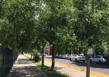 Palo Amarillo (Terminalia australis), el árbol nativo que llena tu otoño de color
