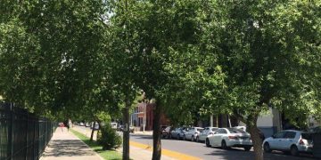 Palo Amarillo (Terminalia australis), el árbol nativo que llena tu otoño de color