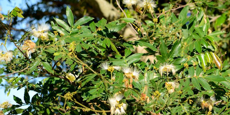 Inga Uraguensis: el árbol nativo perfecto atraer la mariposa bandera argentina
