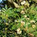 Inga Uraguensis: el árbol nativo perfecto atraer la mariposa bandera argentina
