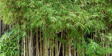 Ficha botánica: Bambusa tuldoides, el bambú más versátil