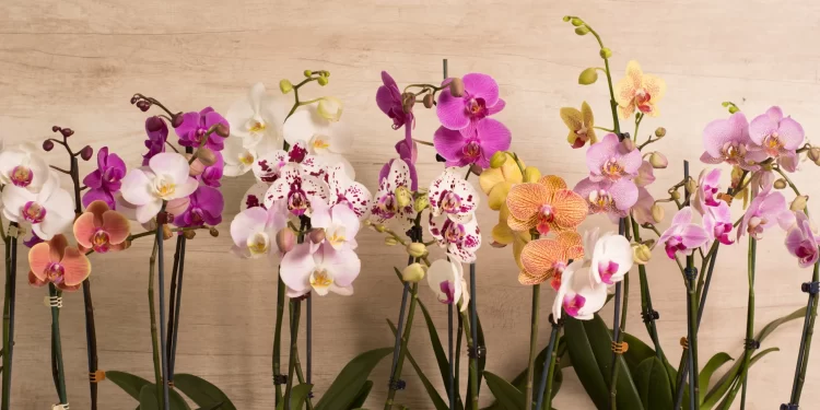 Orquídea Phalaenopsis: lo que tenés que saber para cuidarla (y mucho más)