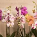 Orquídea Phalaenopsis: lo que tenés que saber para cuidarla (y mucho más)