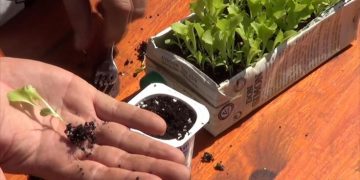 Repique post siembra: cómo se hace y para qué sirve