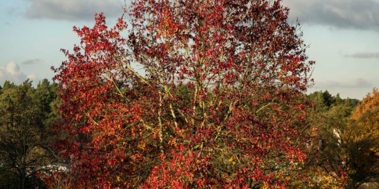 Liquidámbar, la ficha técnica del árbol más otoñal para darle color a tu jardín