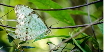 Mariposa bandera argentina: cómo atraerla a tu jardín y por qué deberías hacerlo
