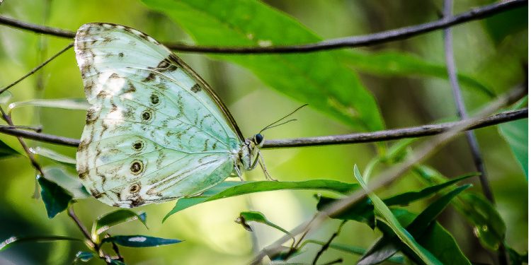 Mariposa bandera argentina: cómo atraerla a tu jardín y por qué deberías hacerlo