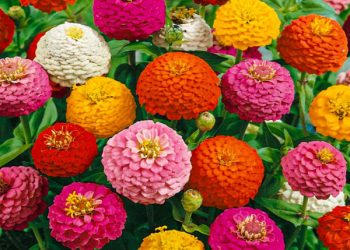 Zinnia: como cuidar la flor de papel que es furor en los jardines de principantes y expertos