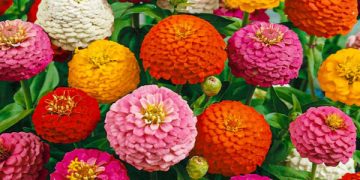 Zinnia: como cuidar la flor de papel que es furor en los jardines de principantes y expertos