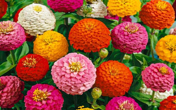 Zinnia: como cuidar la flor de papel que es furor en los jardines de principantes y expertos