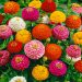Zinnia: como cuidar la flor de papel que es furor en los jardines de principantes y expertos
