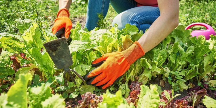 Siembra escalonada: la clave para tener cosecha todo el año