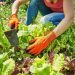Siembra escalonada: la clave para tener cosecha todo el año