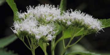 Ficha botánica: Austroeupatorium inulifolium, la planta que se autopoda con mariposas