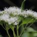 Ficha botánica: Austroeupatorium inulifolium, la planta que se autopoda con mariposas