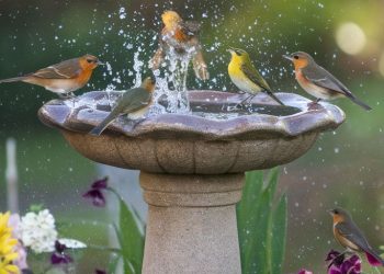 Jardines sonoros: cómo crear un oasis de sonido natural en tu casa