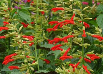 Salvia argentina premiada en el Chelsea Flower Show 2025