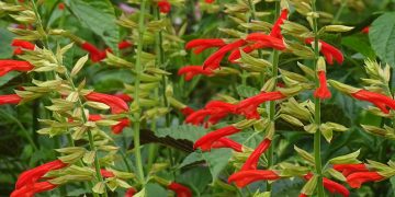 Salvia argentina premiada en el Chelsea Flower Show 2025