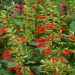 Salvia argentina premiada en el Chelsea Flower Show 2025