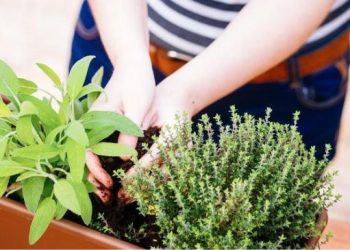 15 plantas aromáticas para tu jardín: beneficios, cuidados y cómo usarlas