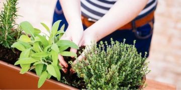 15 plantas aromáticas para tu jardín: beneficios, cuidados y cómo usarlas