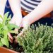 15 plantas aromáticas para tu jardín: beneficios, cuidados y cómo usarlas