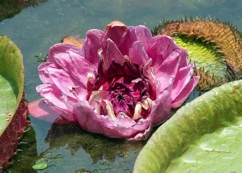 Ficha botánica: Victoria cruciana acuática, la reina de los estanques