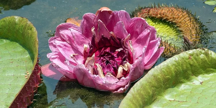 Ficha botánica: Victoria cruciana acuática, la reina de los estanques