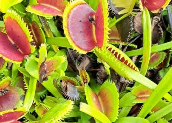 Plantas carnívoras: belleza, misterio y mucho menos drama del que pensás