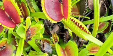 Plantas carnívoras: belleza, misterio y mucho menos drama del que pensás