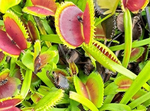 Plantas carnívoras: belleza, misterio y mucho menos drama del que pensás