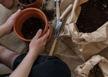 7 tips para cuidar tus plantas de interior en otoño