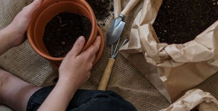 7 tips para cuidar tus plantas de interior en otoño