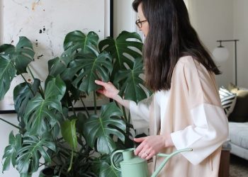 Cómo regar tus plantas de interior en invierno