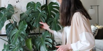 Cómo regar tus plantas de interior en invierno