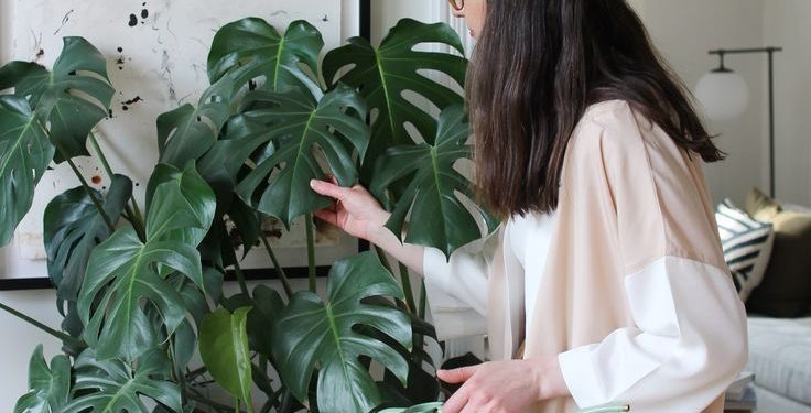 Cómo regar tus plantas de interior en invierno