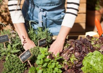 Guía práctica para cuidar tu huerta en invierno