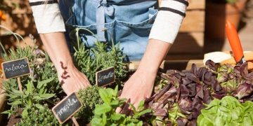 Guía práctica para cuidar tu huerta en invierno