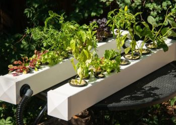 Ponic gardening: el futuro de la jardinería en casa