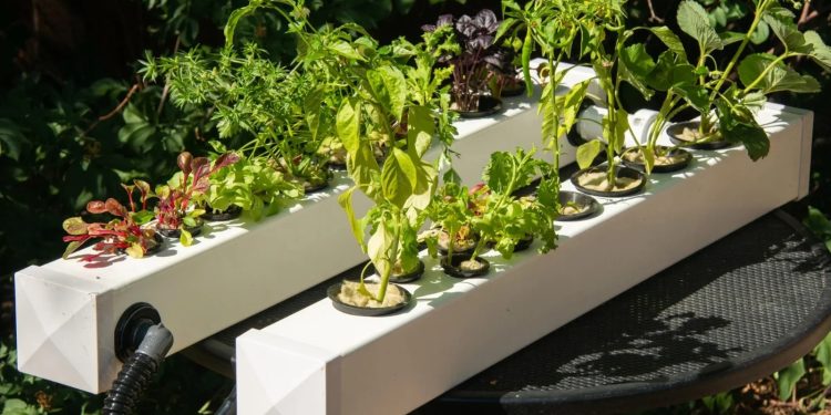 Ponic gardening: el futuro de la jardinería en casa